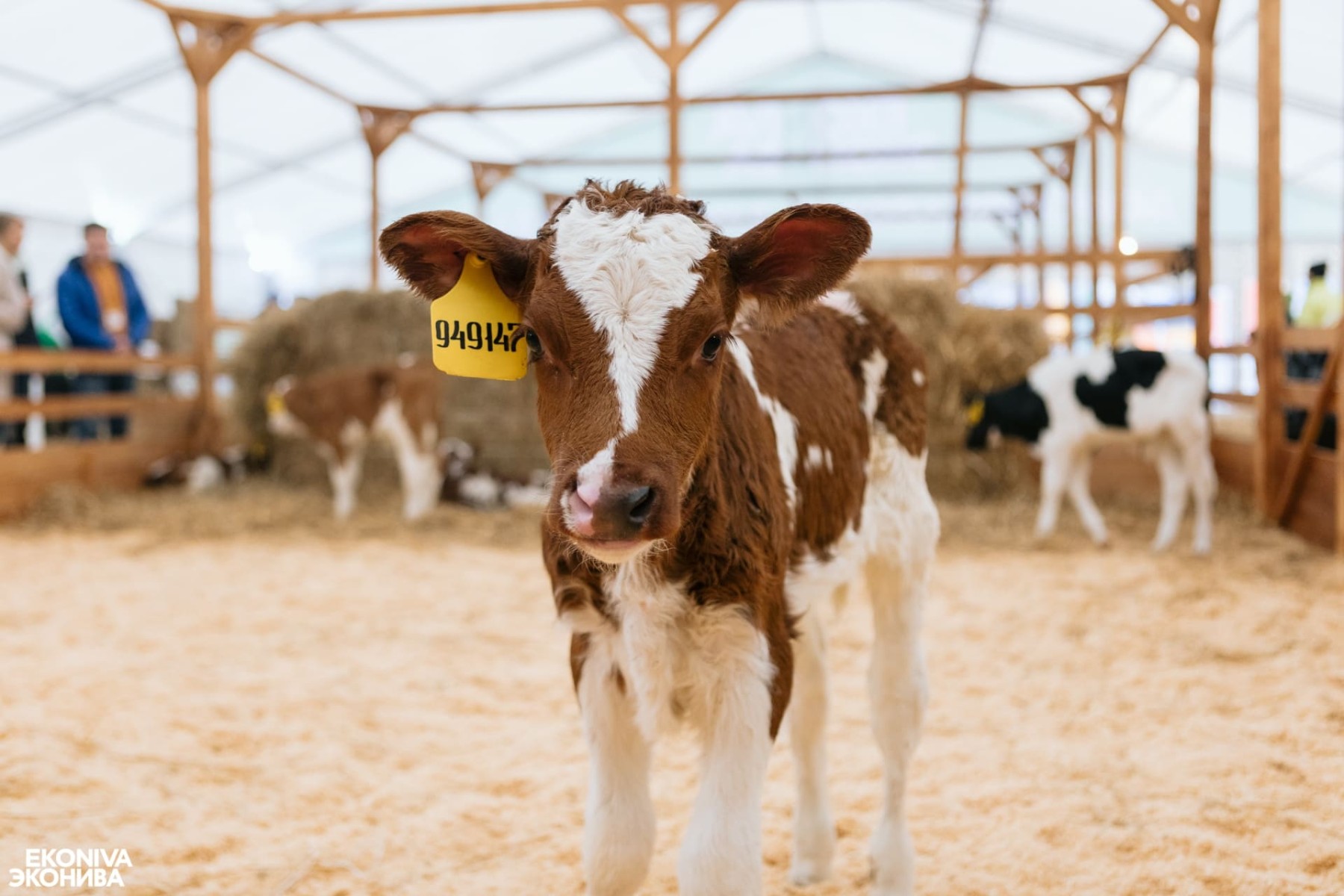 Как рождается настоящее молоко: экскурсии «ЭкоНивы» на ферме «Наратлы»